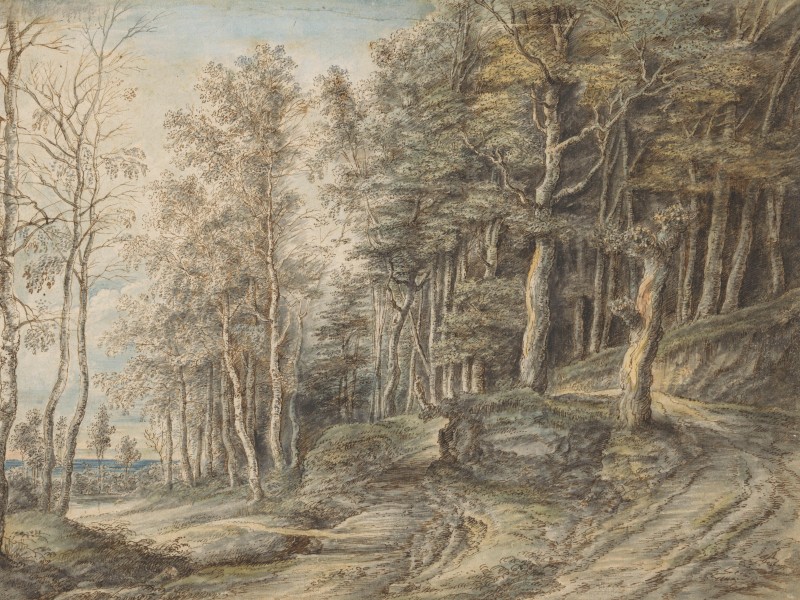 A road through a forest with trees on all sides.