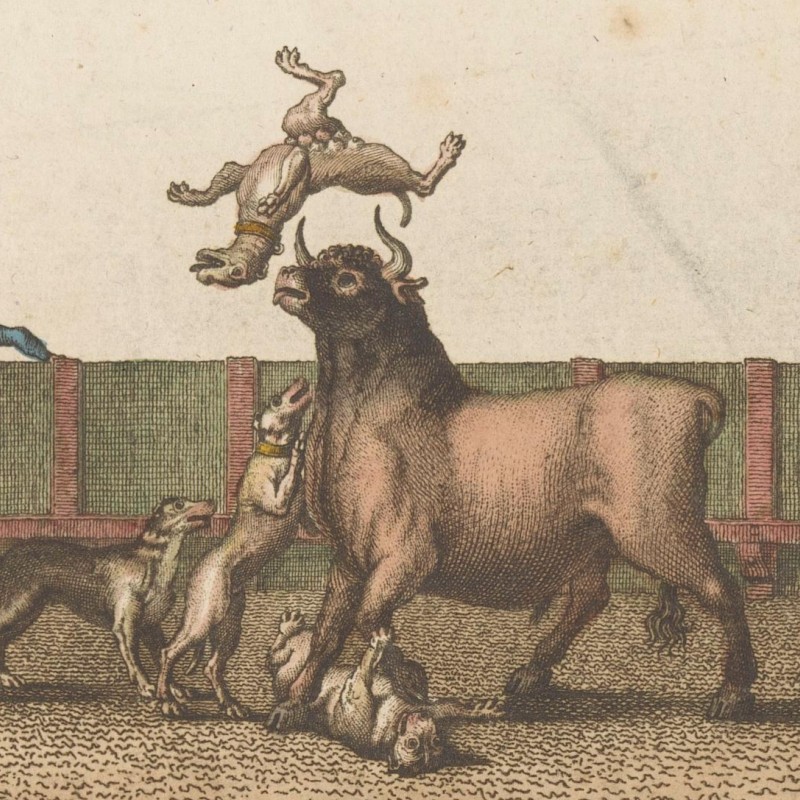 Print of a bull fighting four dogs.